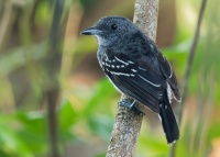 Mravencik zapadni - Thamnophilus atrinucha - Black-crowned Antshrike o2364